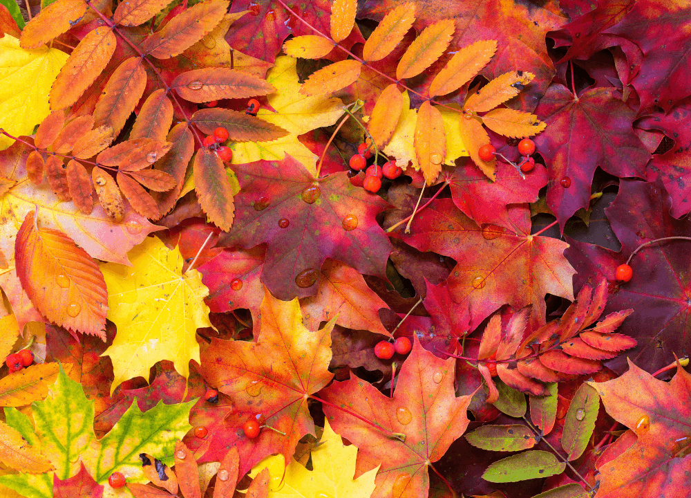 Gather Leaves & Use Them For Mulching 