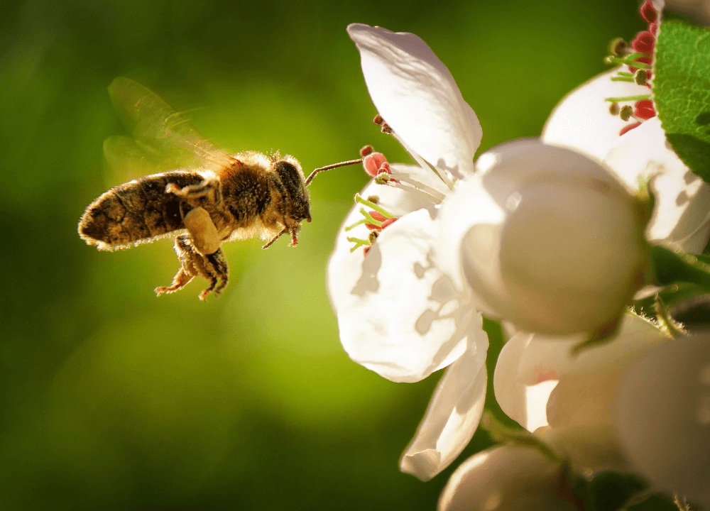 Plant Flowers To Help Honey Bees