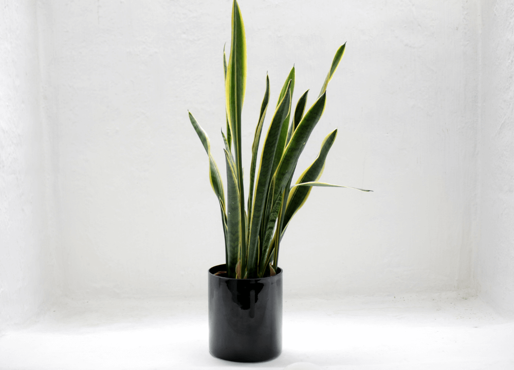 House Plants For Your Green Friends