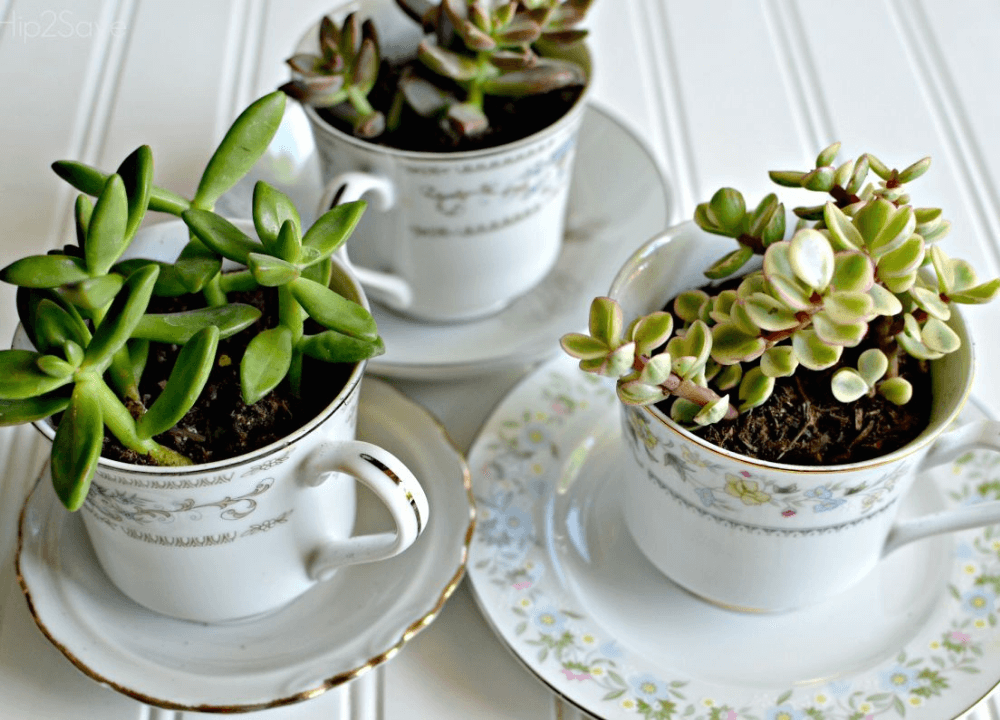 Make Beautiful Teacup Planters