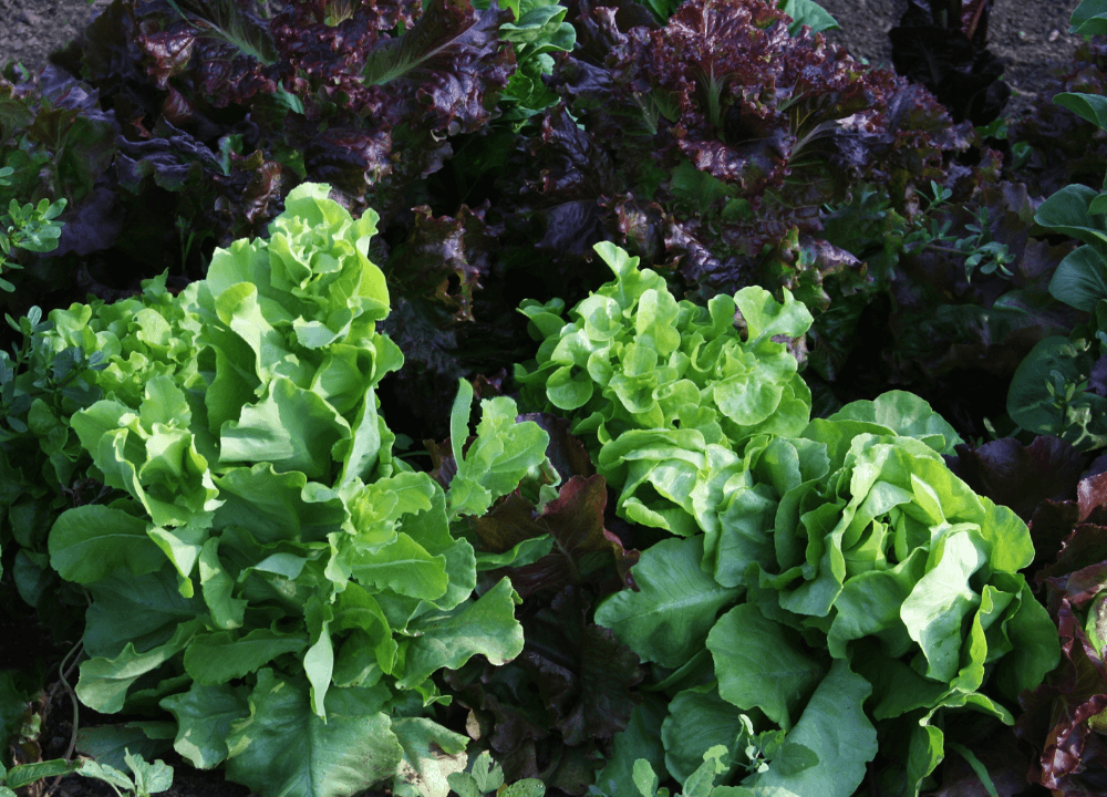 Leafy Greens Like Spinach & Lettuce