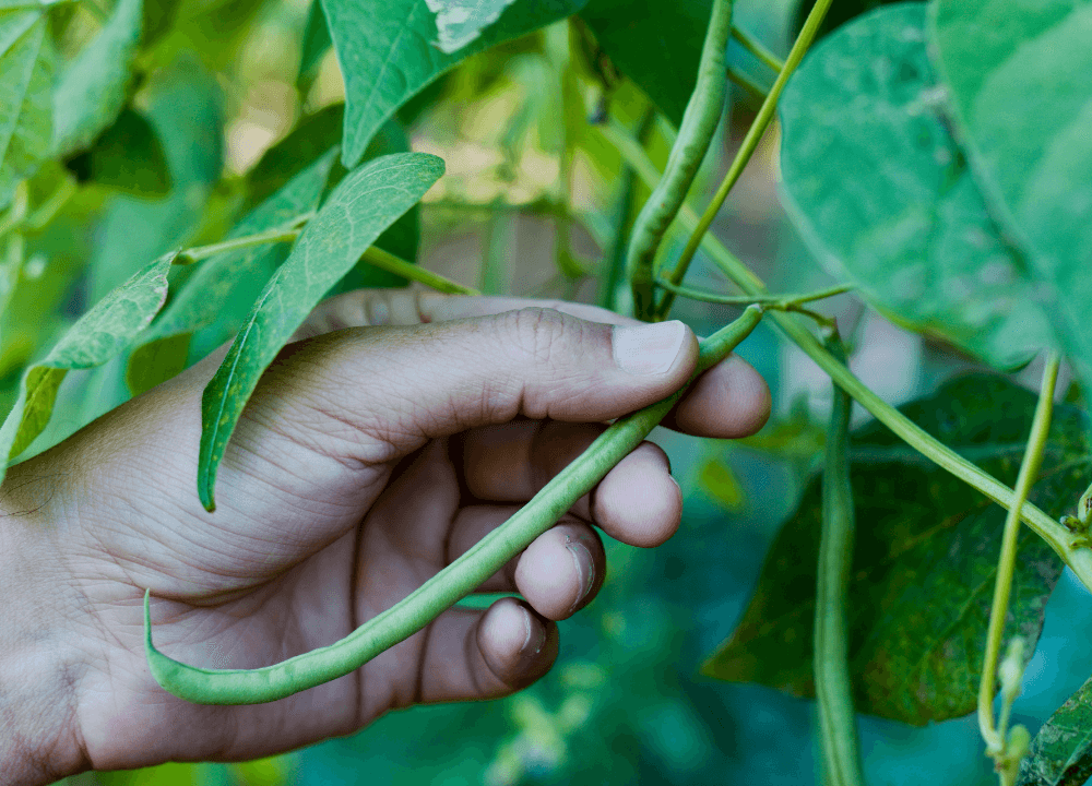 Green Beans Are Easy To Grow