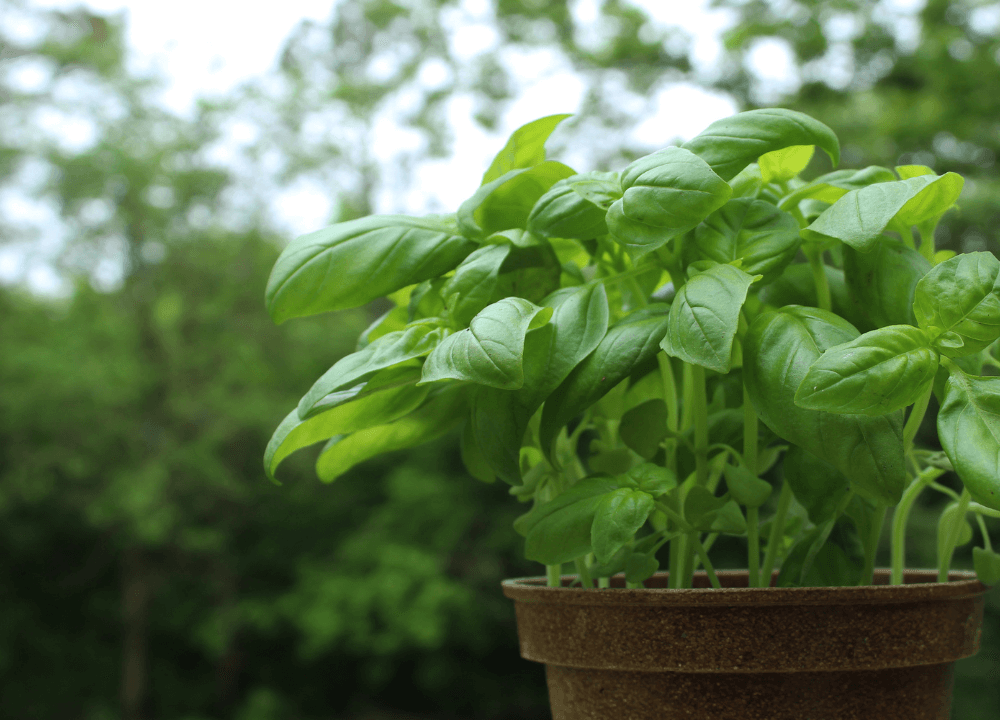 Basil Is A Delightful Herb