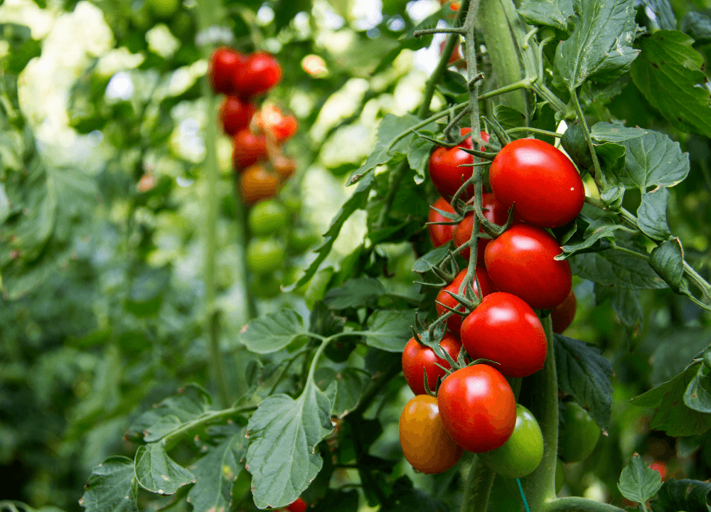 Fresh Organic Tomatoes Grown