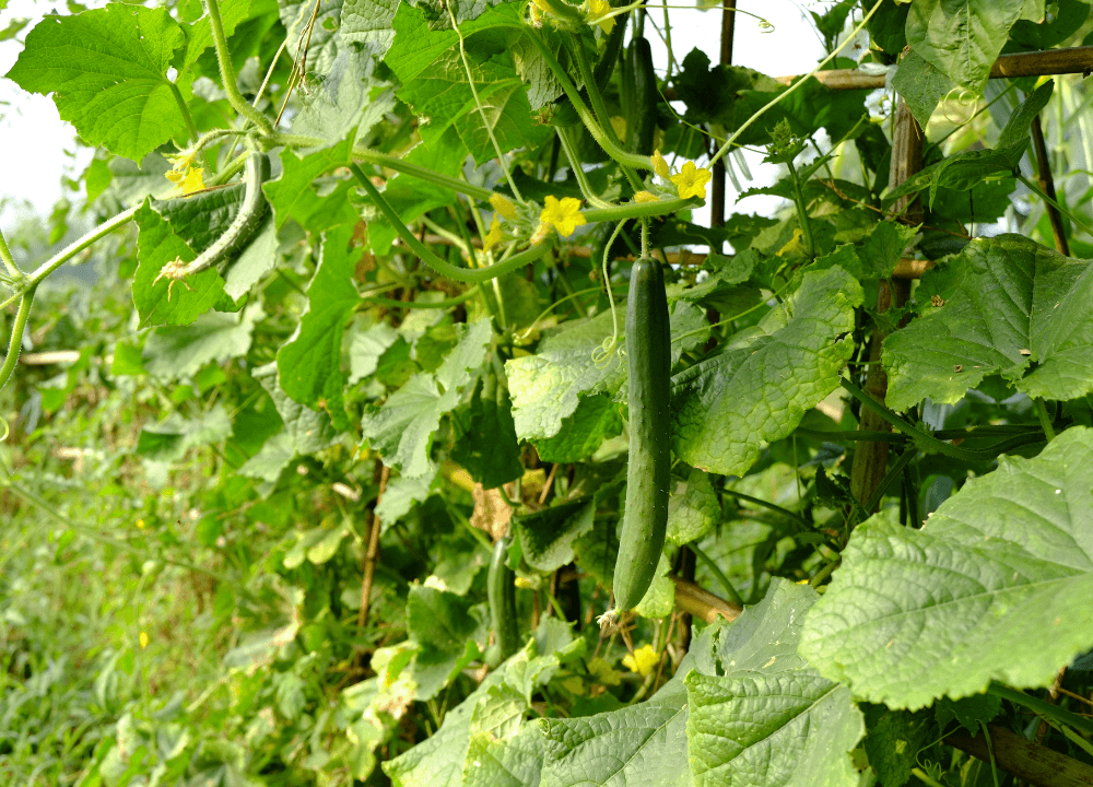 Vines For Cucumbers