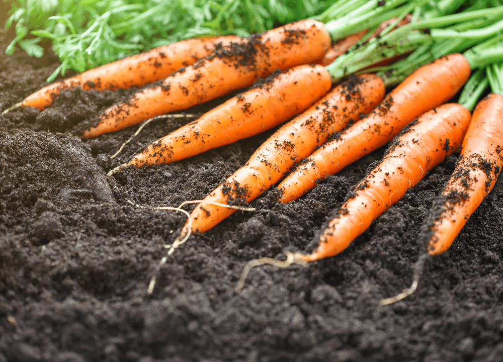 Freshly Dug Up Carrots