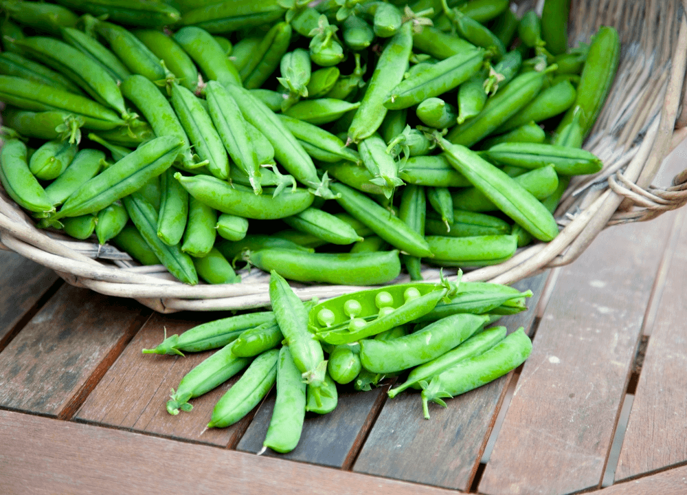 Fresh Harvested Pea Pods