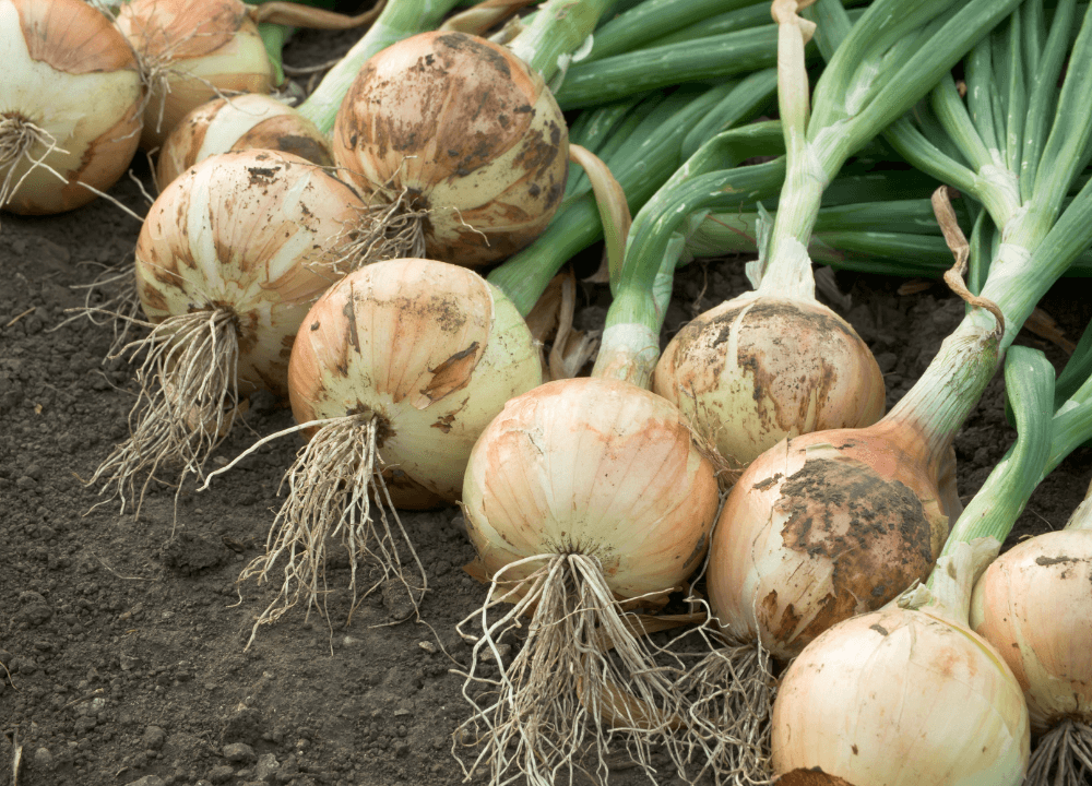 Onion Is A Home Garden Staple