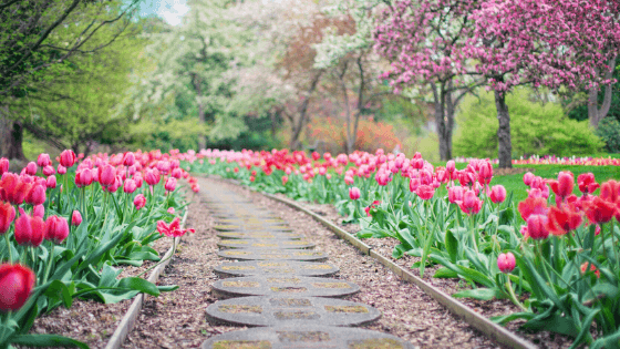 Flower pathway through your garden
