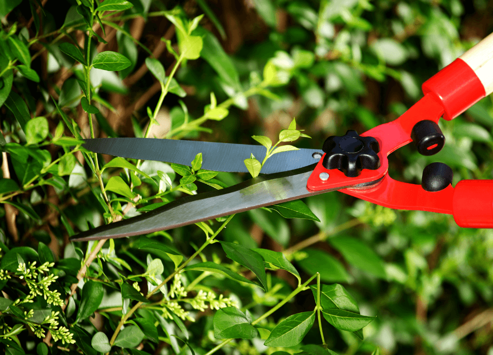 Hedge Trimmers For Well Kept Hedges