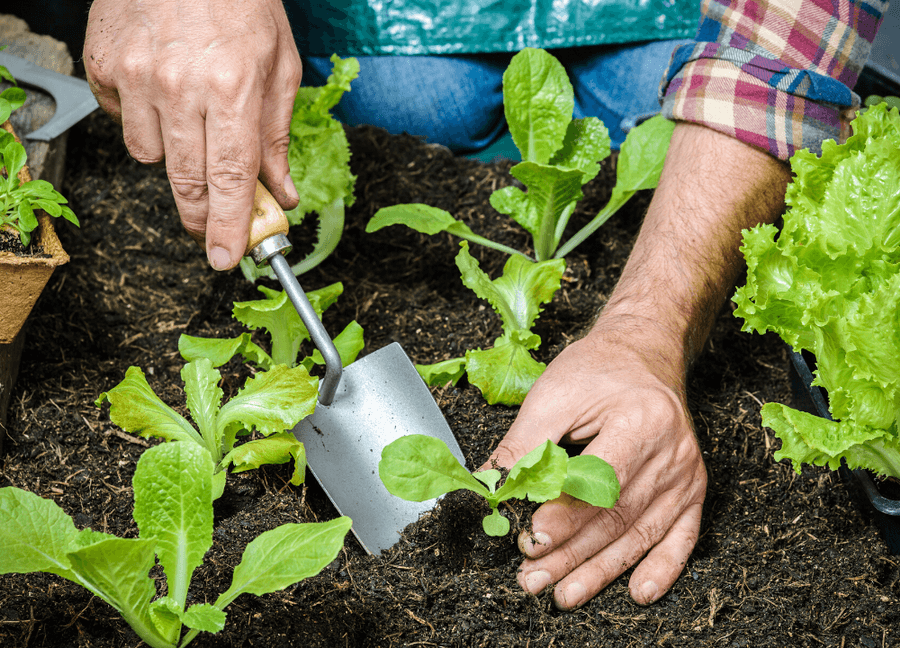 Planting your first plant in the garden