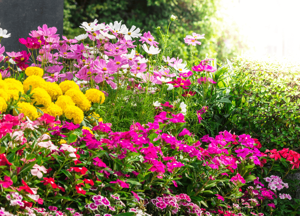 Beautiful flowers in a organic home garden